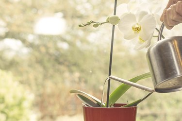 Watering Orchid plant