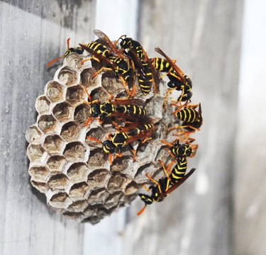 How To Get Rid Of Yellow Jacket Nests