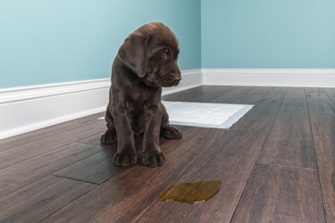 Dog urine stains outlet on hardwood