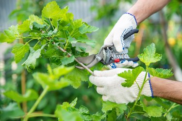 Gardener pruning shears bushes. Garden. Selective focus.