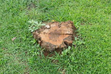 tree stump on the green grass