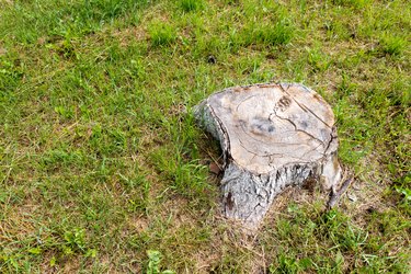 The stump of a large and old tree.