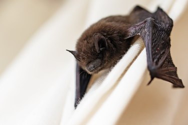 common pipistrelle (Pipistrellus pipistrellus) a small bat