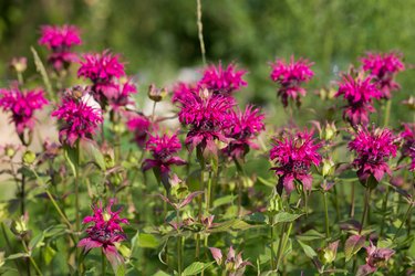 Monarda didyma (Scarlet beebalm)