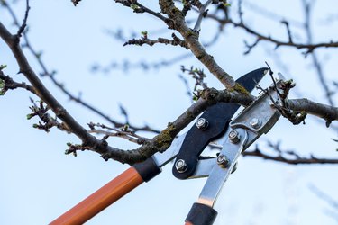 Pruning trees