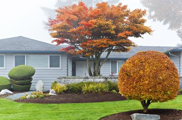 Autumn leaves on trees in front of house