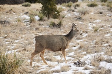 White-Tailed Deer