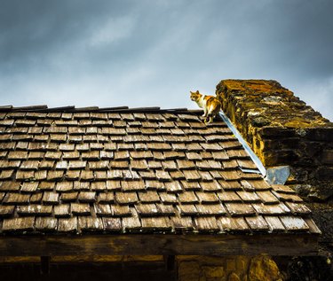 Cat on wood roof.