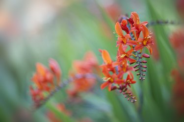 Close-up image of the vibrant red, summer flowering Crocosmia (montbretia) Lucifer