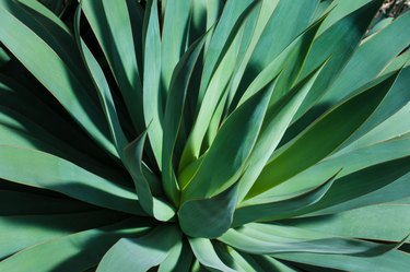 Agave Attenuata Plant