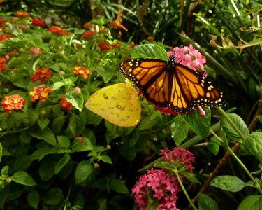 Monarch and Sulfur Butterflies