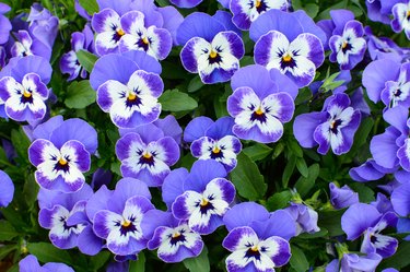 Natural floral background of purple pansy flowers