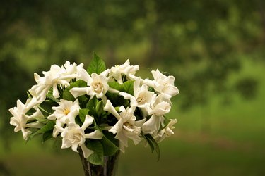 Gardenia flower