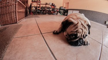 Portrait Of Pug Relaxing On Tiled Floor