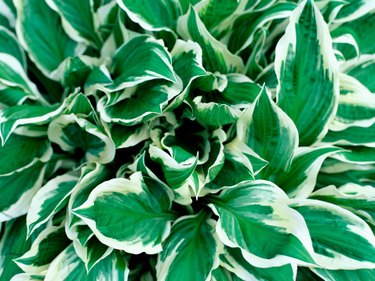 hosta