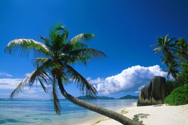 What Is the Climate for the Coconut Tree? | Hunker