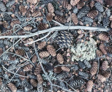 Pine needles and cones can be composted but it's a slow process