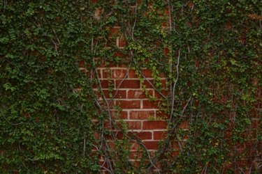 brick wall with vines