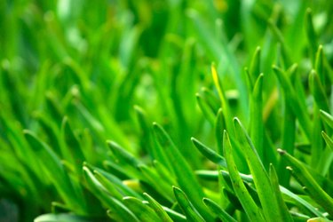 lawn