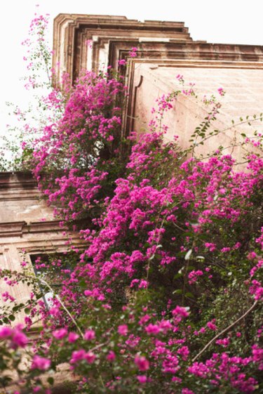 What Bug Is Eating My Bougainvillea? | Hunker