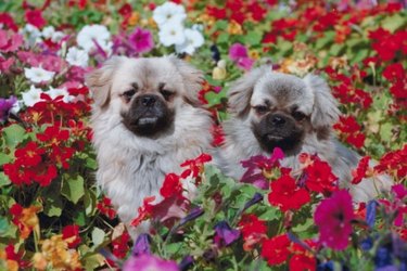 Climbing plants store safe for dogs