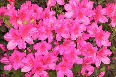 How to Treat Rust on Azalea Plants | Hunker