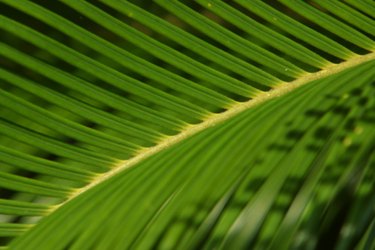 palm plant