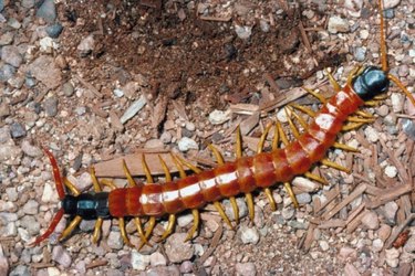 Centipede on gravel.
