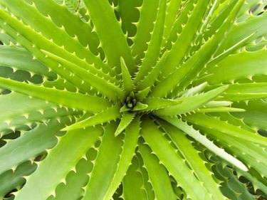 Aloe Vera