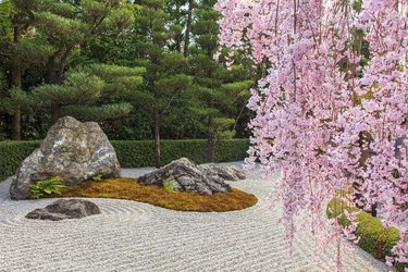 Japanese garden and cherry blossom