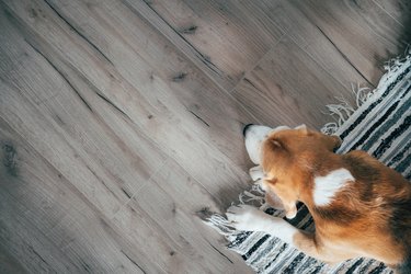 Dog urine smell out of sale laminate flooring