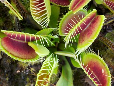 Venus flytrap