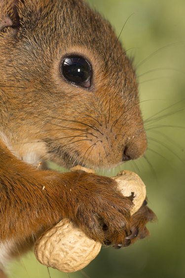 Squirrel eating peanut, Bispgarden, Jamtland, Sweden