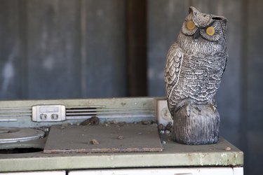 Antique Oven and Owl