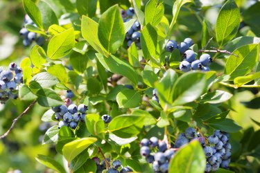 Blueberry Bush Loaded with Ripe Berry Fruit Horizontal