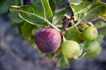 What Fruits Are in Season Right Now in Pennsylvania?