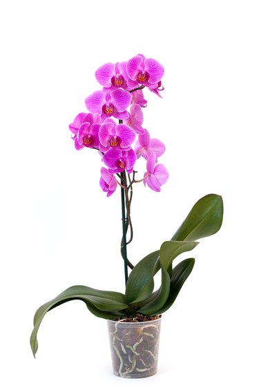 Phalaenopsis orchid in pot.