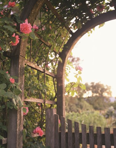 Climbing roses on arbor.