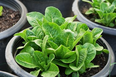 Close up fresh salad leaves.