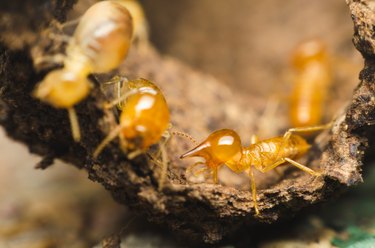 termites are working on tree bark. unite team work  for harmonious working.