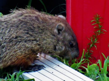 Groundhog