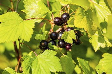 Close up view of black currant isolated. Black berries and green leaves in focus.