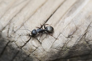Close-up of black carpenter ant