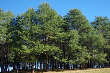 Himalayan cedar (Cedrus deodara) forest, National Arboretum Canberra, Molonglo Valley, Canberra, Australian Capital Territory, Australia