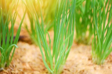 small plant onion sprouts green seedling in the agriculture vegetable garden - shallots growing from soil