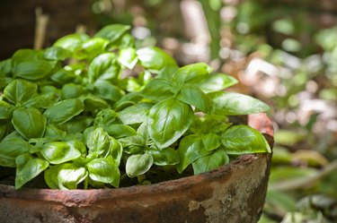 How to Tell the Difference Between Basil and Mint Hunker