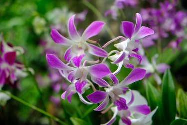 Orchids in the Gamboa Rainforest in Panama