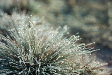 Festuca (fescue) grass with water drops