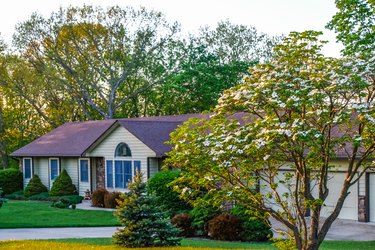 Blooming white dogwood trees growing in front yard of Midwestern house