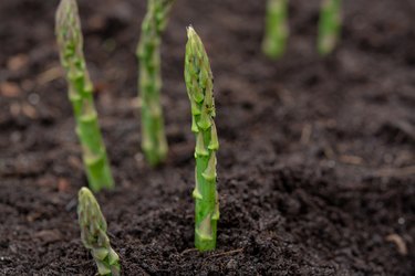 New harvest of green asparagus vegetable in spring season, green asparagus growing up from the ground on farm